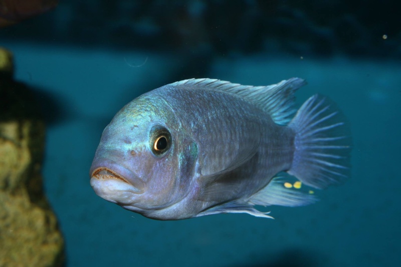 Maylandia callainos 'Chitande Island'